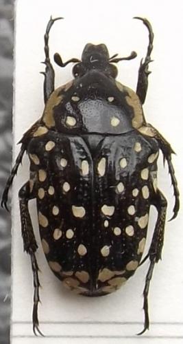 Réf. 211 126 : Oxythyrea sp.